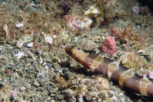 Murène à cornes non identifiée