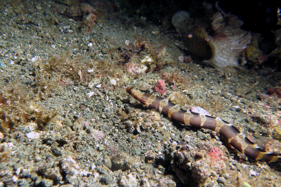 Murène à cornes non identifiée