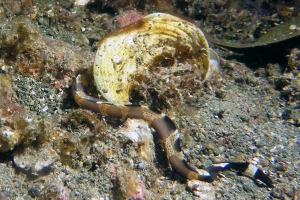 Murène à cornes non identifiée