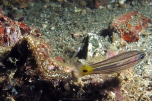 Cheilodipterus isostigmus, Pteraeolidia semperi