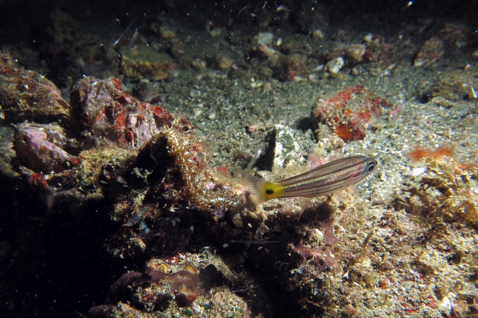 Cheilodipterus isostigmus, Pteraeolidia semperi