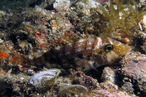 Lethrinus nebulosus