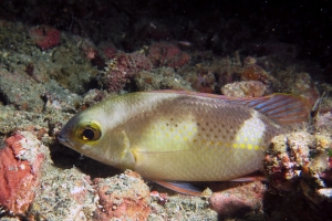 Scolopsis ciliata