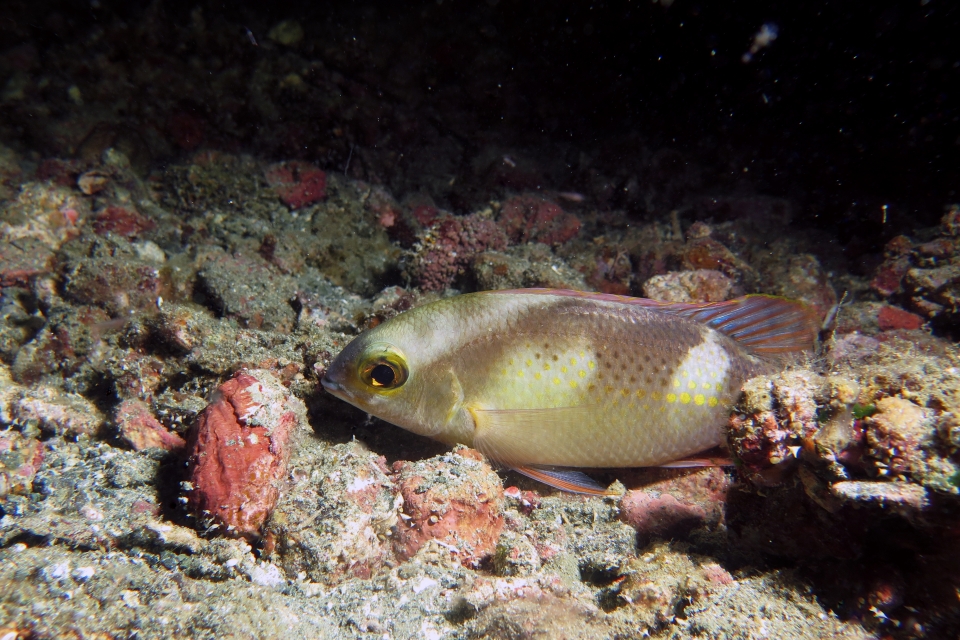 Scolopsis ciliata
