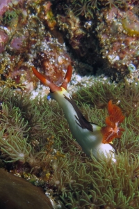 Nembrotha chamberlaini, Corail du genre Briareum