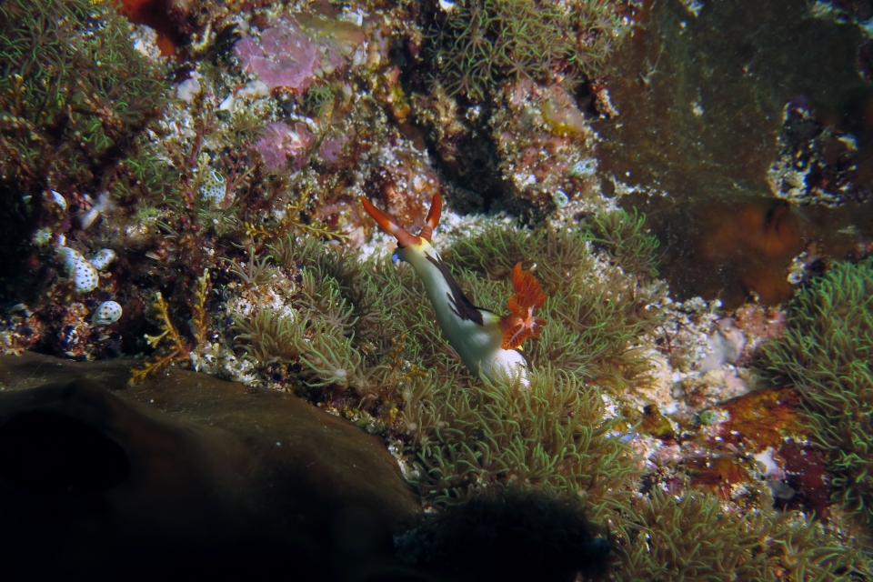 Nembrotha chamberlaini, Corail du genre Briareum
