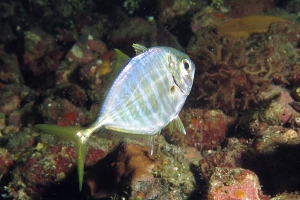 Carangoides ferdau