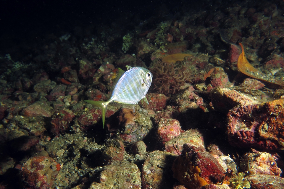 Carangoides ferdau