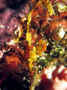 Hippocampus pontohi