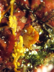 Hippocampus pontohi