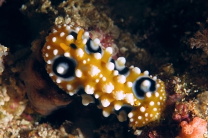 Phyllidia ocellata, Santia sp.