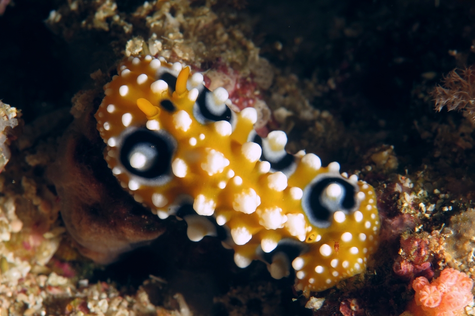 Phyllidia ocellata, Santia sp.