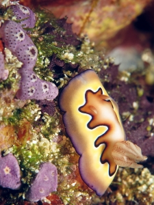 Goniobranchus coi