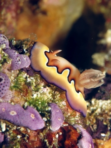 Goniobranchus coi