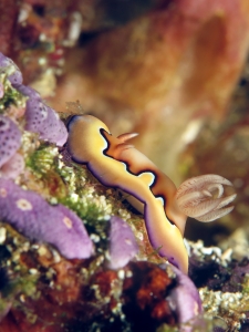 Goniobranchus coi