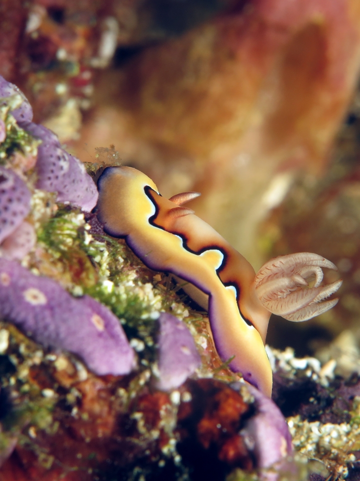 Goniobranchus coi