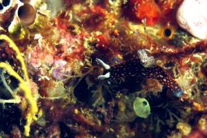 Nembrotha yonowae