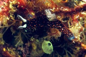 Nembrotha yonowae