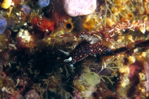 Nembrotha yonowae