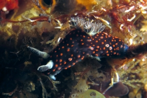 Nembrotha yonowae