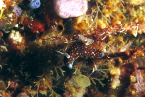 Nembrotha yonowae