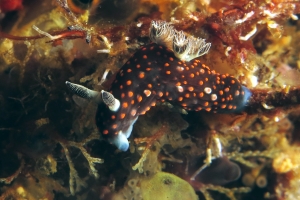 Nembrotha yonowae