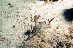 Nembrotha lineolata