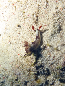 Nembrotha lineolata