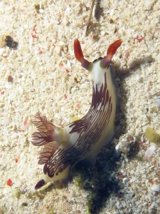 Nembrotha lineolata