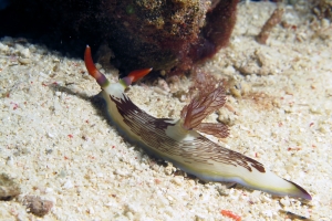 Nembrotha lineolata