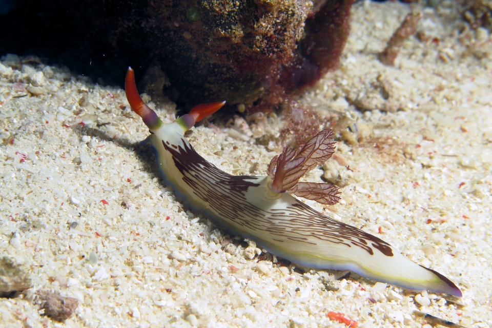 Nembrotha lineolata