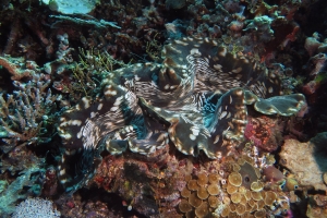 Bénitier cf. Tridacna squamosa, Protopalythoa sp.