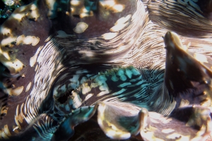 Bénitier cf. Tridacna squamosa