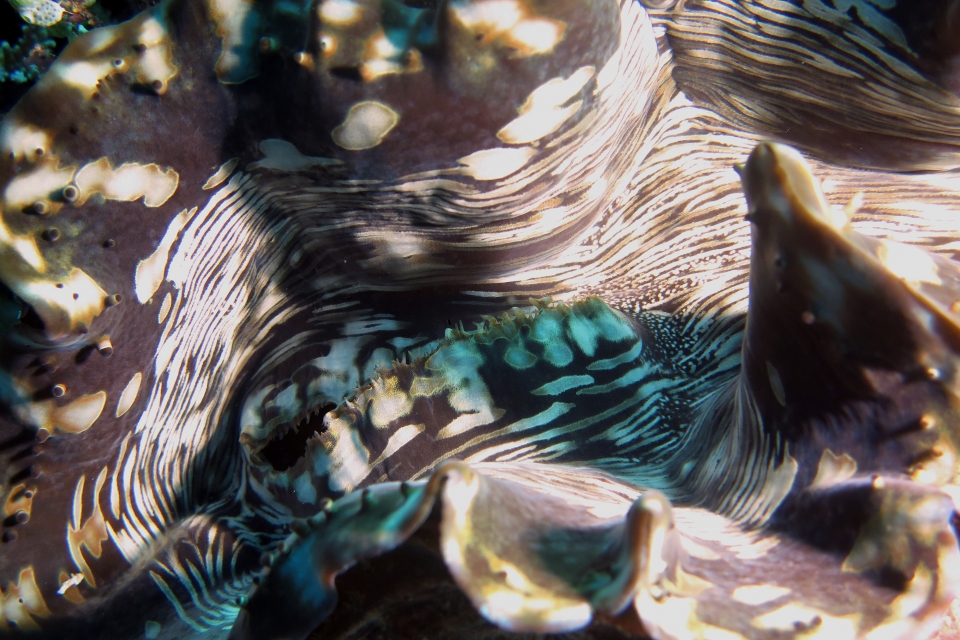 Bénitier cf. Tridacna squamosa