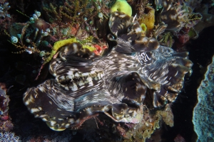Bénitier cf. Tridacna squamosa