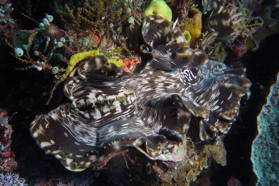 Bénitier cf. Tridacna squamosa