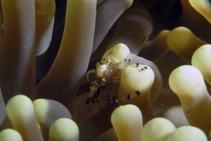 Periclimenes brevicarpalis, Anémone