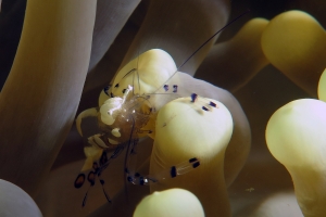 Periclimenes brevicarpalis, Anémone
