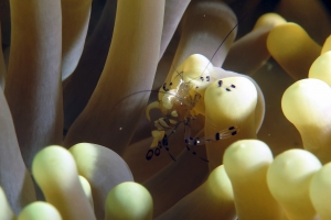Periclimenes brevicarpalis, Anémone