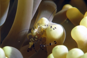 Periclimenes brevicarpalis, Anémone