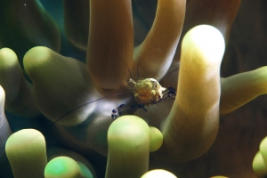 Periclimenes brevicarpalis, Anémone