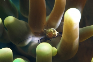 Periclimenes brevicarpalis, Anémone