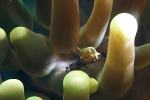 Periclimenes brevicarpalis, Anémone