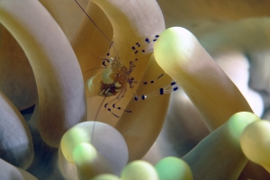 Periclimenes brevicarpalis, Anémone