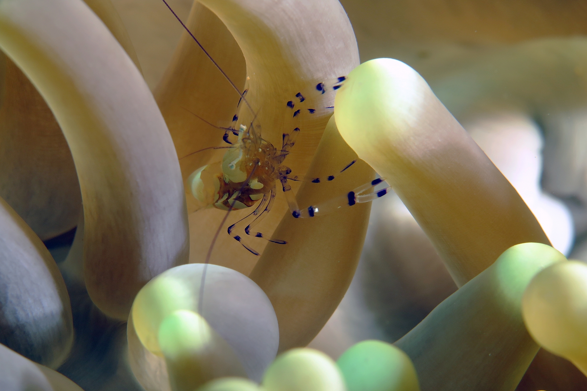 Periclimenes brevicarpalis, Anémone