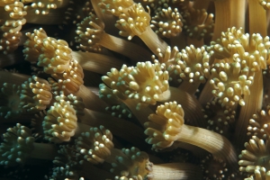 Goniapora sp.