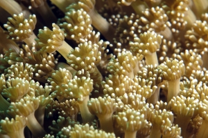Goniapora sp.