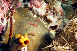 Helcogramma striata