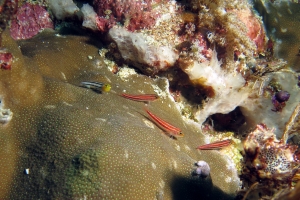 Helcogramma striata, Ecsenius bathi