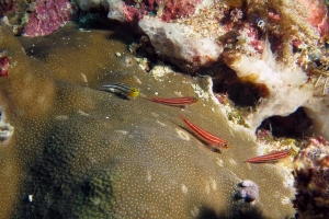 Helcogramma striata, Ecsenius bathi